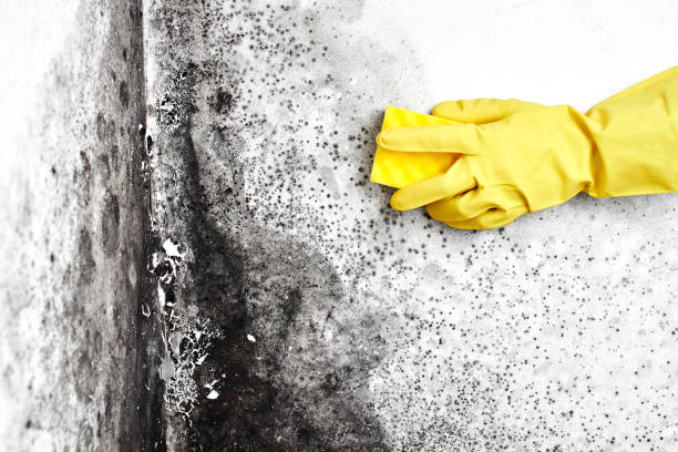 Professional Mold Removal in Rollingwood, TX